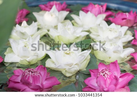 Lotus Flowers Floating on Water