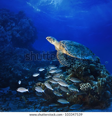 Red sea diving big sea turtle swimming over coral reef full of fish