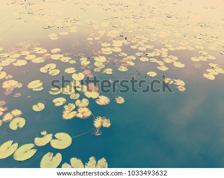 Lotus pond floating in pool.