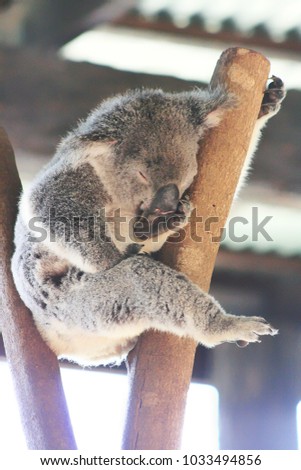 Portrait picture of a Koala on tree branch sucking his thump while sleeping.