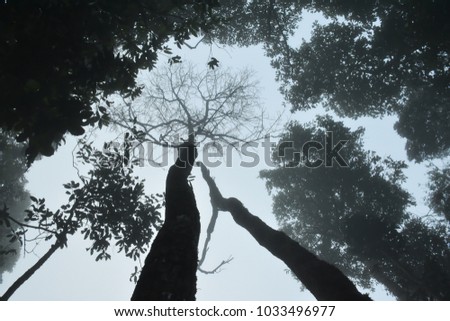 Timber fog of Khitchakut  Mountain