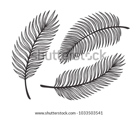 Tropical Palm Tree Leaves Vector Set. Palm Leaf Sketch. Summer Tropical Plants. Floral design