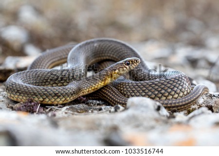 The Caspian whipsnake (Dolichophis caspius) also known as the large whipsnake, is a common species of whipsnake found in the Balkans and parts of Eastern Europe.