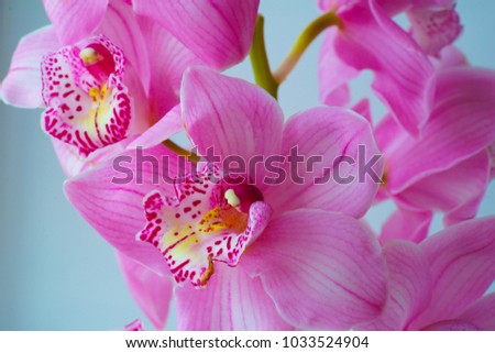 The Orchid flowers. Beautiful floral background for greeting cards, wallpapers, covers, phone screen savers, posters, wedding invitations. Close-up photo. Bright romantic background