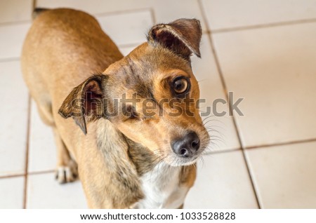 Dog with a disability, only one eye