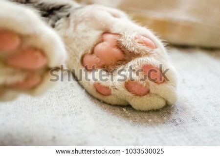 Paw colorful cat sleeps 