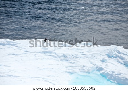 gentoo penguin on an iceberg with a little pool swimming, antarctica