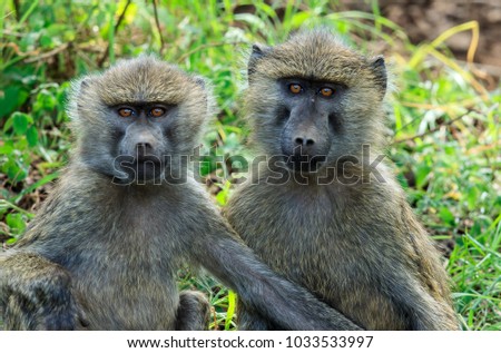 The olive baboon, also called the Anubis baboon, is a member of the family Cercopithecidae. The species is the most wide-ranging of all baboons, being found in 25 countries throughout Africa.