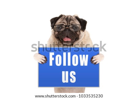 pug dog with glasses holding up blue sign with text follow us, isolated on white background