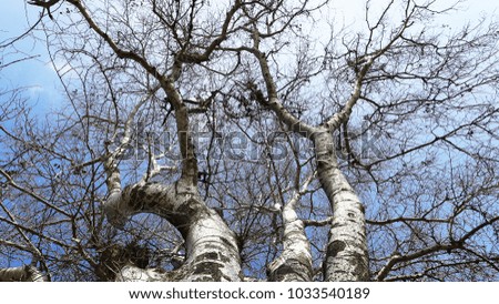 branches of large trees against the sky. 