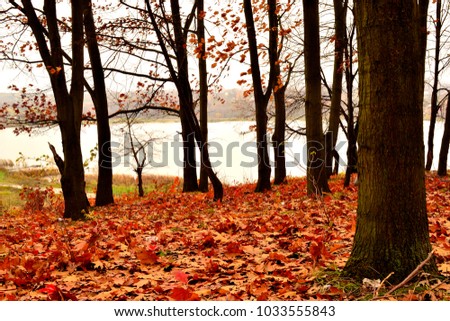 Autumn forest by the lake. Red and yellow leaves on the trees. Overcast.