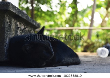 homeless black cat sleep on dirty ground