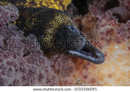 Moray Eel Poking Out from Pink Soft Coral