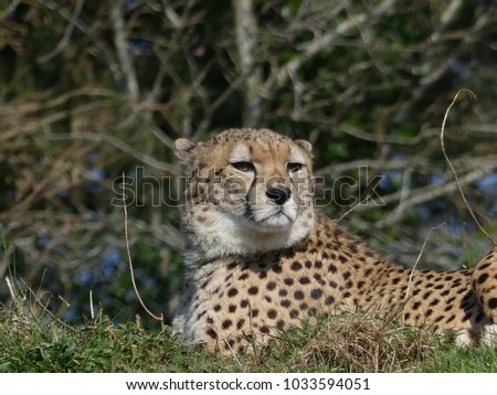Cheetah laying on grass surveying over territory