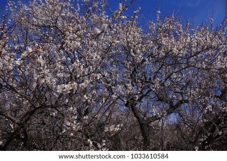 blue sky with ume(japanese apricot) blossom