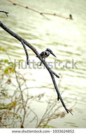  Pied kingfisher on branch in nature