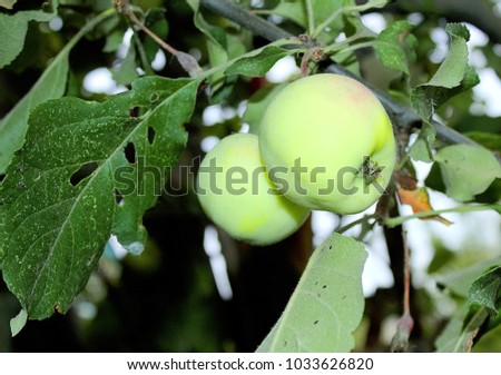 large, juicy green apple. Grows on a tree branch.