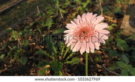 The pink Transvaal daisy flower in the dark green garden background