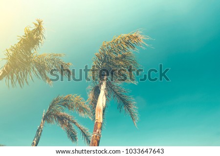 Summer photo of palms and Vintage color. 