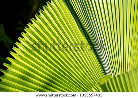 Green palm texture or background
