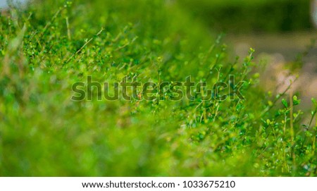 Top of green leaf background