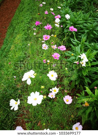 White flower garden background in the northern of Thailand.