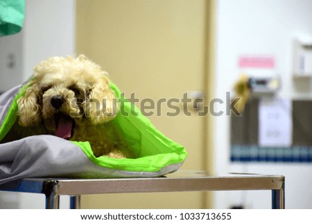 Photography of the dog waiting to meet the doctor in pet clinic.