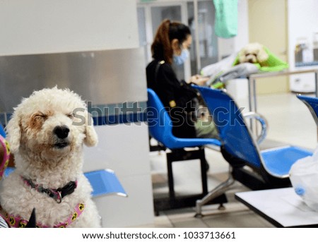 Photography of the dog waiting to meet the doctor in pet clinic.