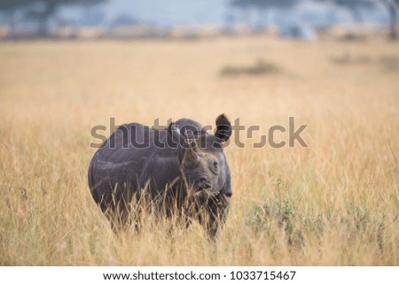 Rhino is walking across savannah during sunrise.  It is a good pictures of wildlife. Photos made with short distance and excellent light.