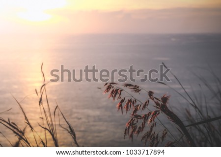 a scenic romantic landscape background picture of sunset on the horizon skyline in the ocean form the coast and the sun light reflecting with the sea water with Poaceae grass plant on the foreground 