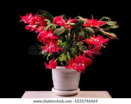 Red Schlumbergera truncata flowers in flowerpot, Christmas and Thanksgiving cactus, Craciunel. Black background.