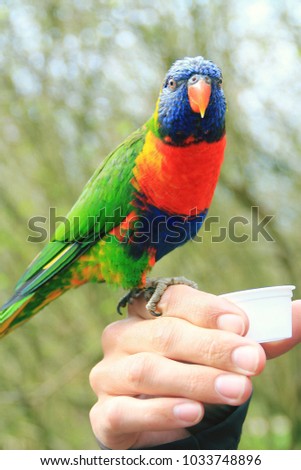 Picture of tame rainbow parrot sitting on the hand and drinking nectar