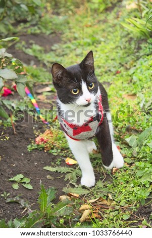 A young cat in clothes hunts in a park.