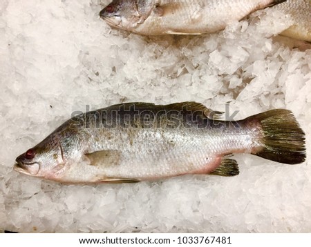 Fresh Barramundi fish for sale