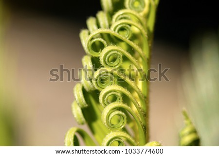 Macro photography of green curly leaves of cycas revoluta