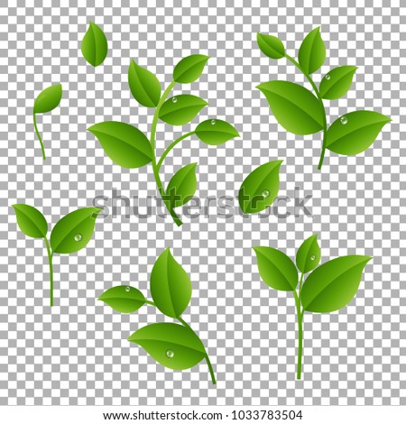 Green Branches With Leaves Transparent Background With Gradient Mesh, Vector Illustration