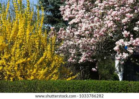 Magnolia tree in cottage garden