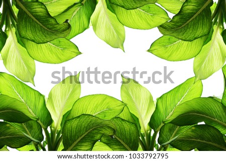 green leaf on white background for concept natural 