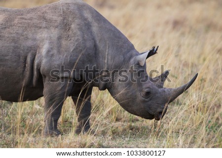 It is portrait of rhino witch shot at close range. It is a good pictures of wildlife. Photos made with short distance and excellent light.