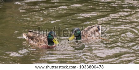 Ducks in the spa park in Bad Koetzting, Bavaria