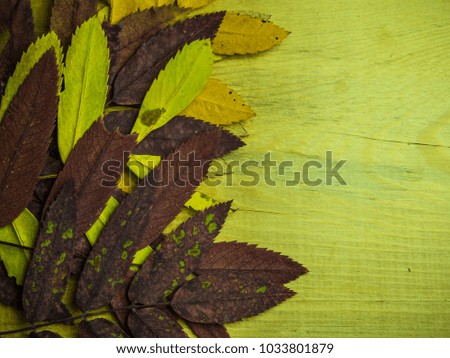 dry leaves on a wooden background