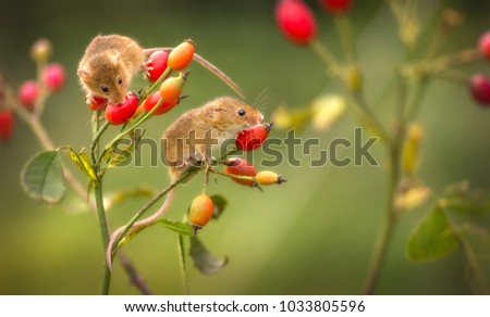 Harvest Mouse Outdoors