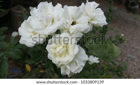 white rose on tree