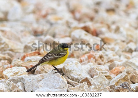 yellow wagtail warble standing on the rocks