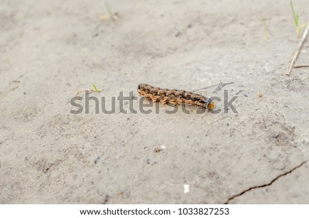 Caterpillars in their natural environment - close up