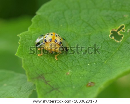 Close up Ladybird, Lady beetle,  Ladybug beetle colorful whit yellow orange and red color with black spot on the wing