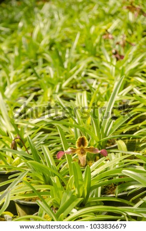 Orchid flower in tropical garden, Paphiopedilum callosum, green background, Breeding in the greenhouse for postcard or agriculture background