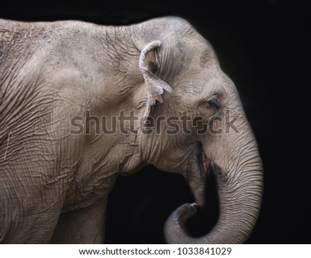 Close Up Profile of Elephant with Black Background