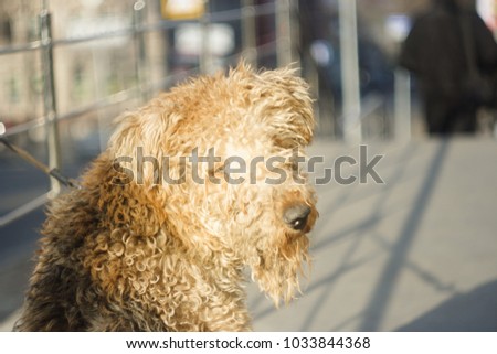 Airedale terrier on the city street, close-up.  Airedale Terrier, Dog, Terrier, Animal, Canine.