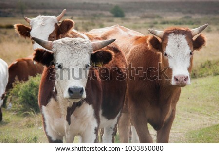 Cows, calves and gobies on pasture.
Spotted cattle. The largest source of meat, dairy and leather industry. Blonde D'Activan breed on a meadow